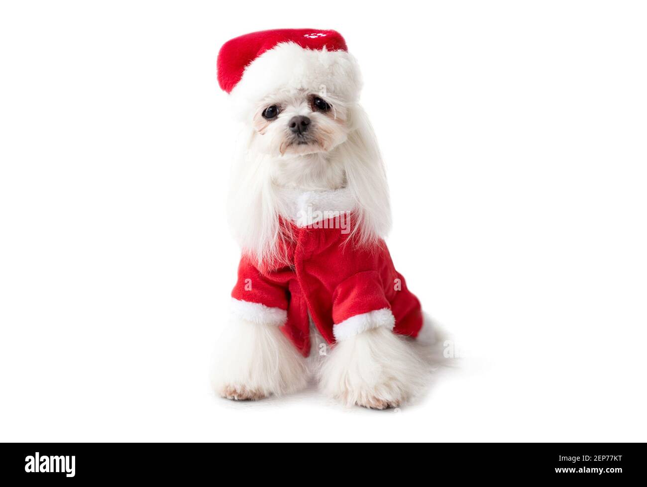 Cane maltese con vestito di Natale Foto Stock