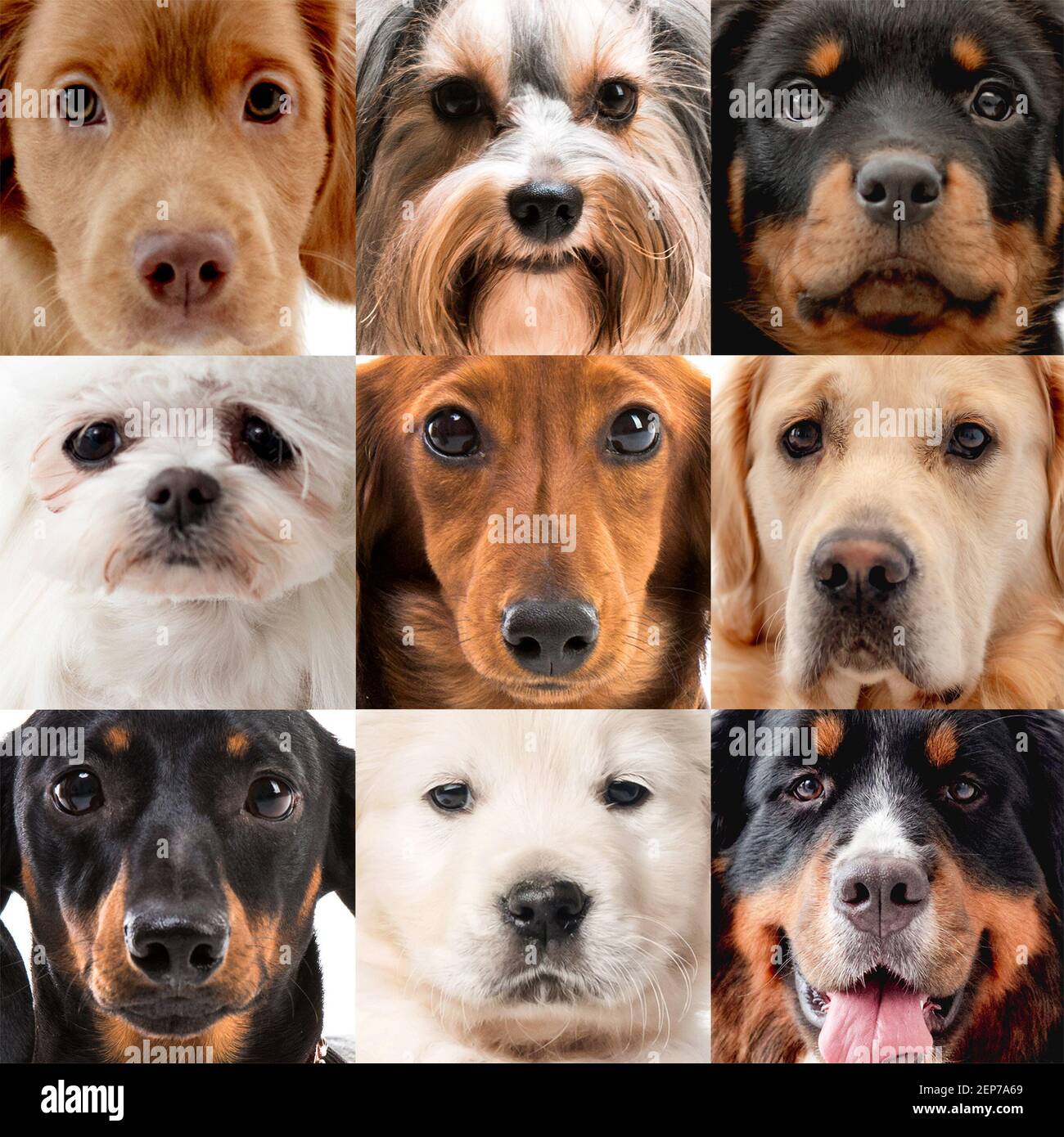 Collage con i ritratti dei cani Foto Stock
