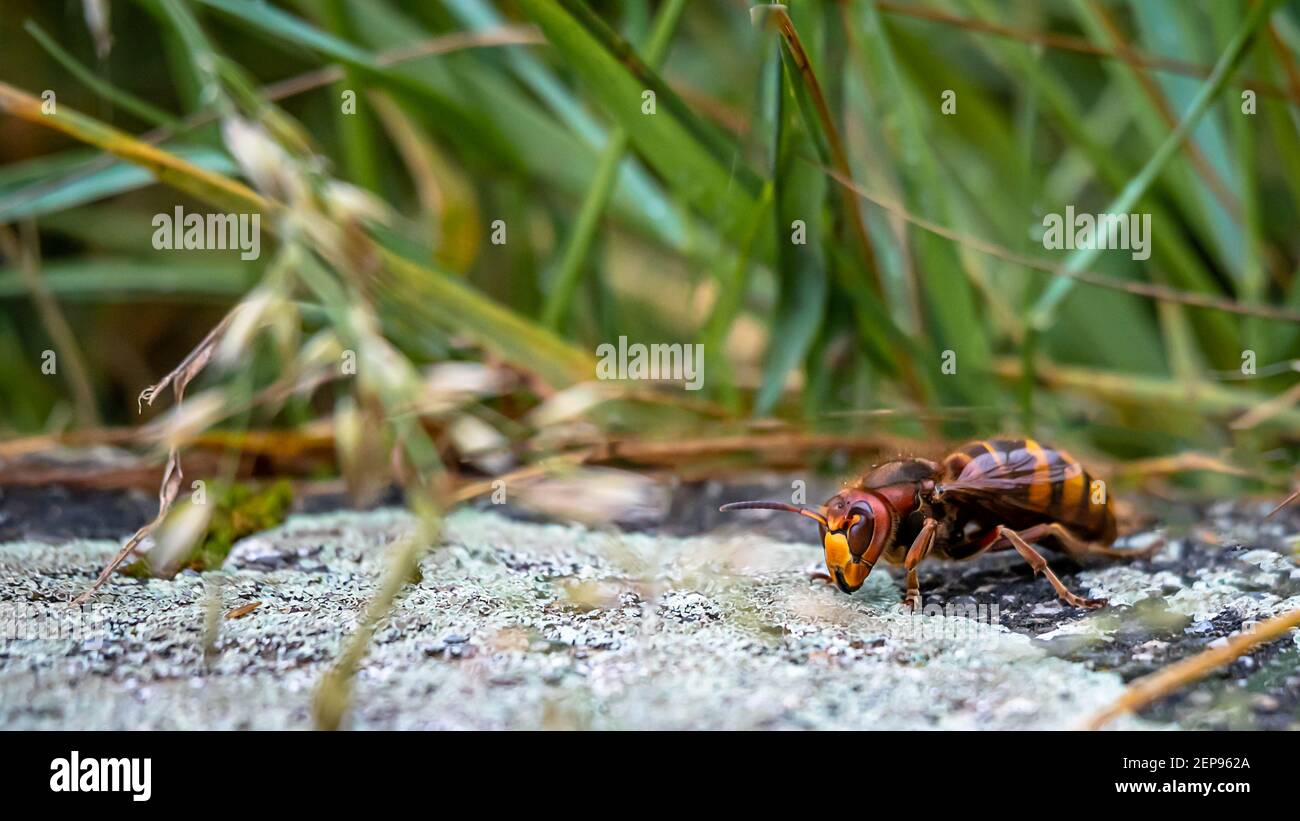 Calabrone gigante asiatico. Una vespa mandarinia in giardino. Losanna,  Svizzera. Calabrone killer. Omicidio di calabrone all'apicoltore Foto stock  - Alamy