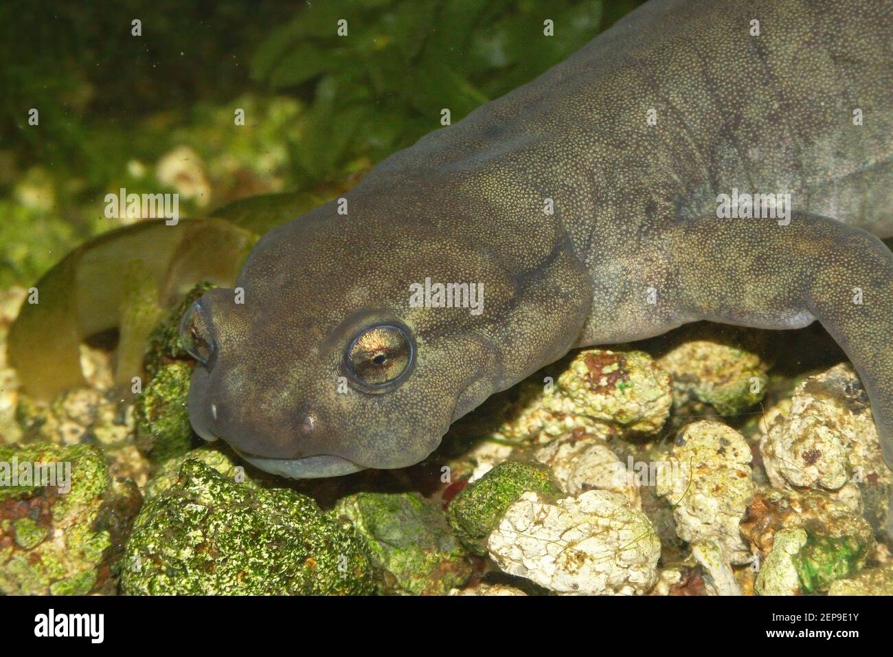 Closeup del salamander Semirechensk, Ranodon sibiricus sottomarino in pericolo di estinzione Foto Stock