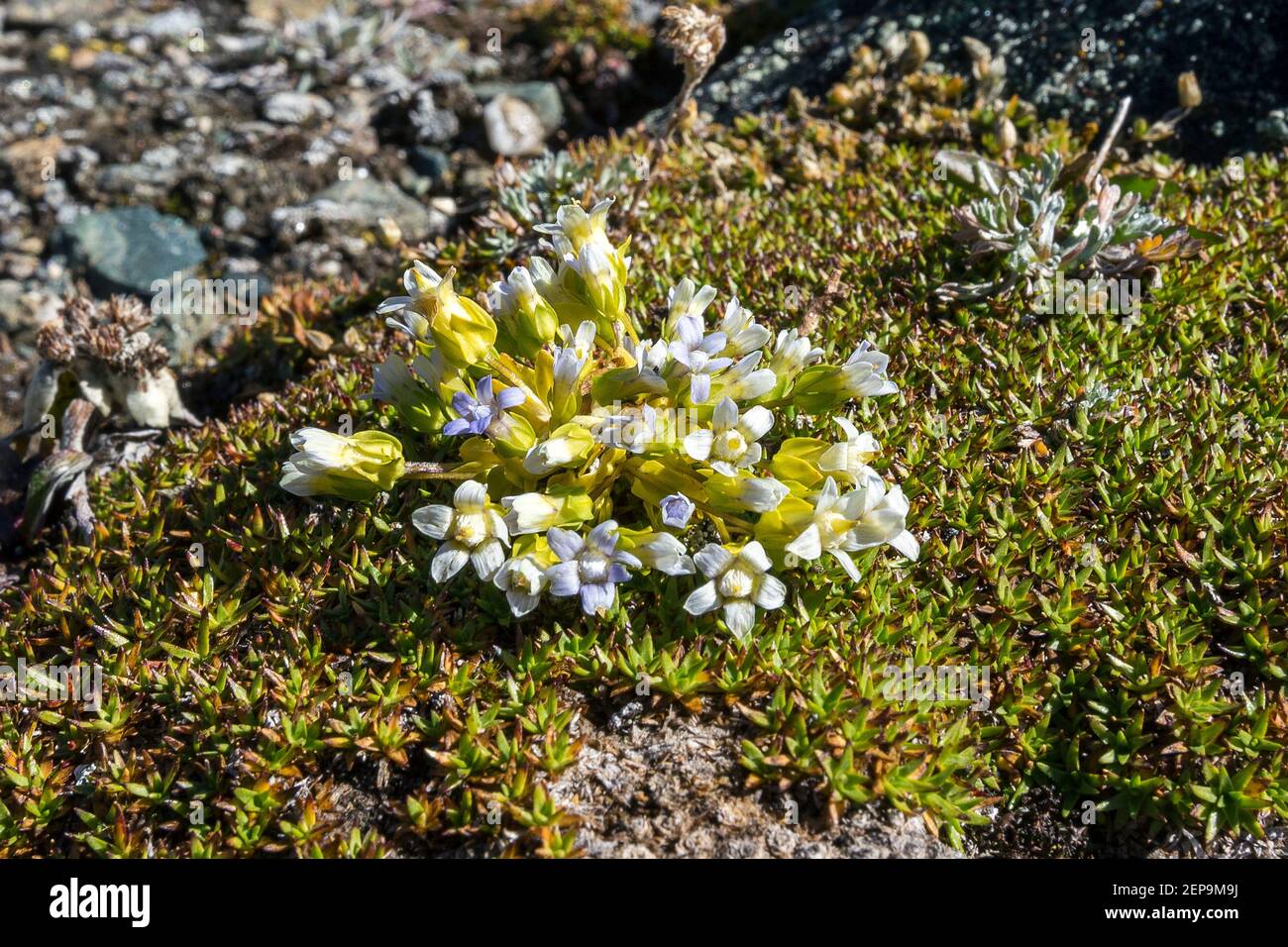 Stabilimento di Gentiana. Fiore di montagna. Lago alpino di Eissee. Timmeltal. Alpi austriache. Europa. Foto Stock