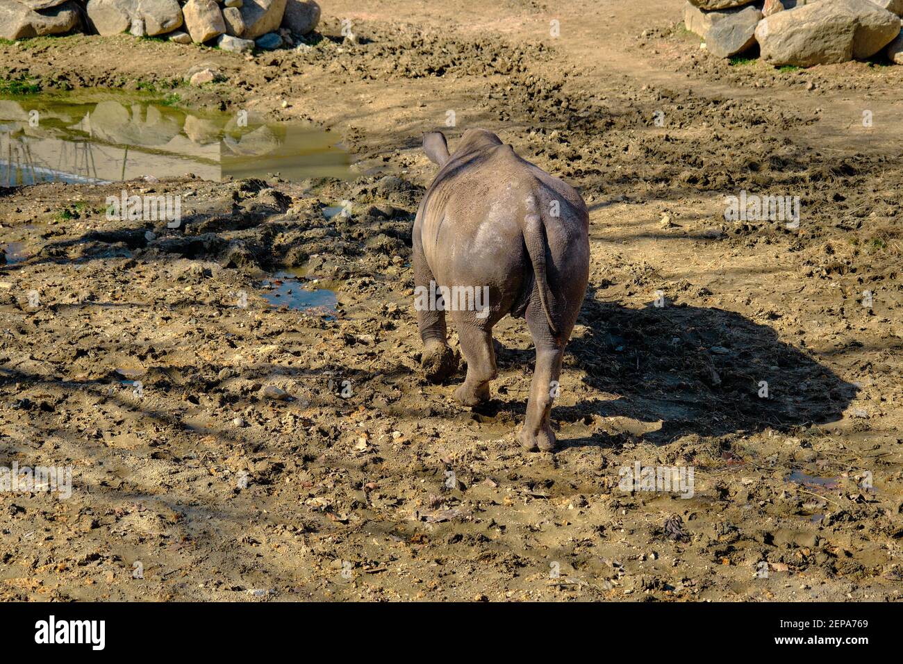 Un rinoceronte sta bevendo acqua da un piccolo stagno nella sua casa. Foto Stock