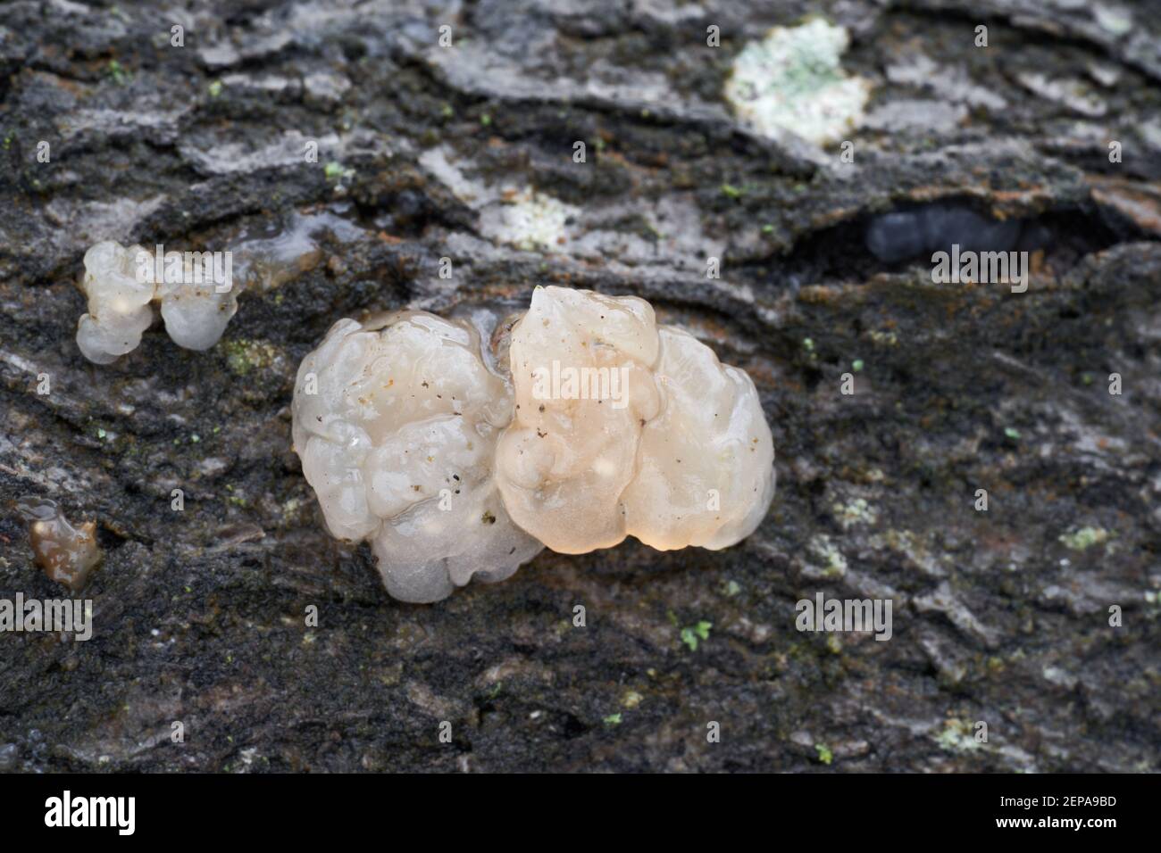 Fungo non commestibile Myxarium nucleatum nella foresta di floodplain. Conosciuto come cervello di cristallo o rullo granulare della gelatina. Fungo di tipo gelatinoso. Foto Stock