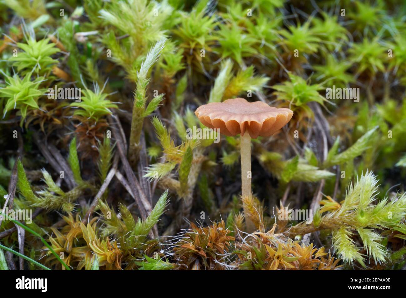 Graminacee di Galerina non commestibile nel prato di xerothem. Conosciuta come campana per tappeti erbosi. Selvatico minuscolo fungo che cresce nel muschio. Foto Stock