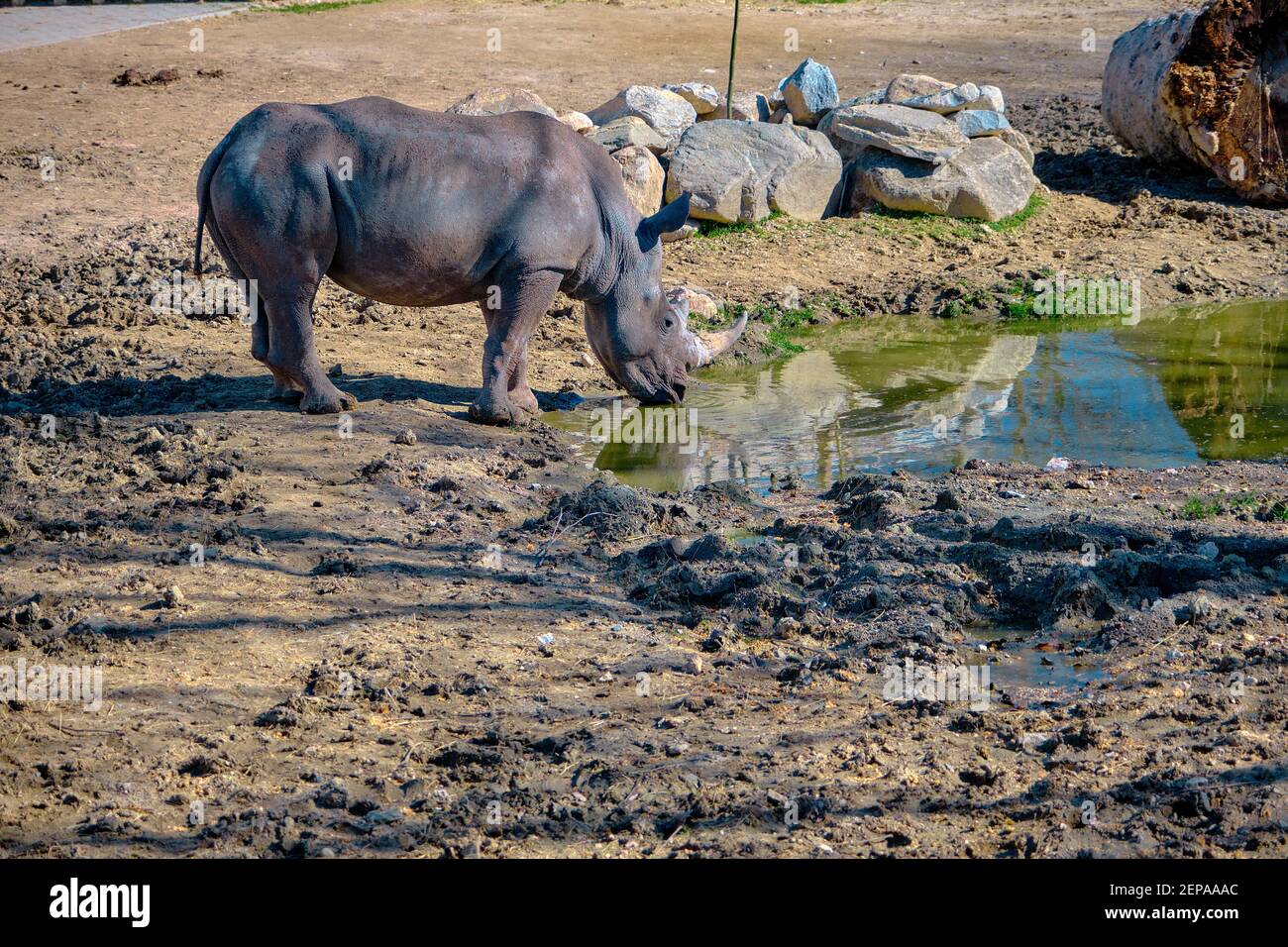 Un rinoceronte sta bevendo acqua da un piccolo stagno nella sua casa. Foto Stock
