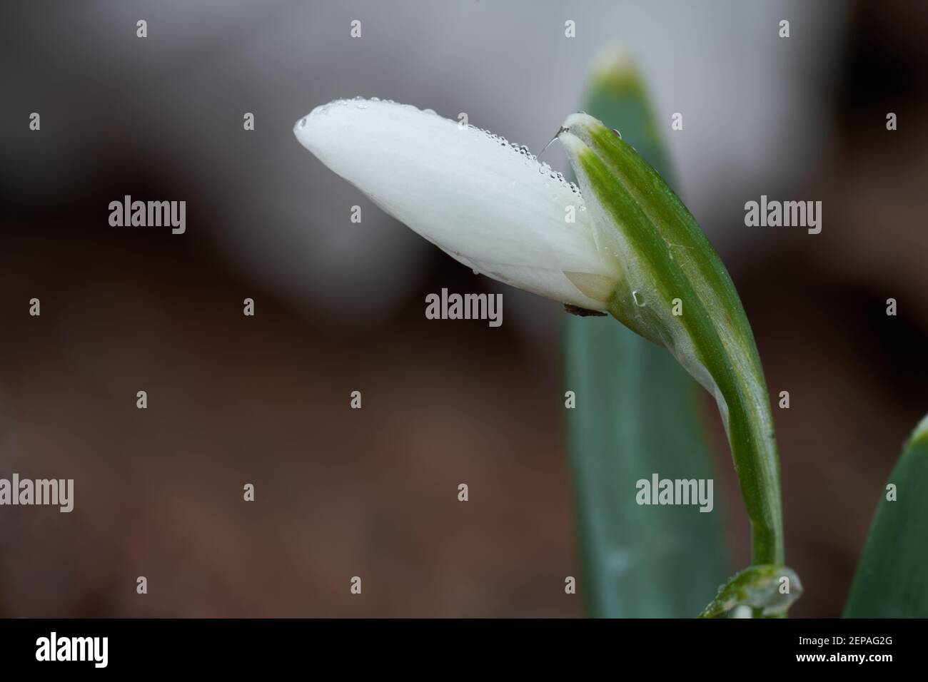 Fiore di primavera Galanthus nivalis nella foresta. Conosciuto come racchette da neve o racchette da neve comuni. Dettaglio fiore. Foto Stock
