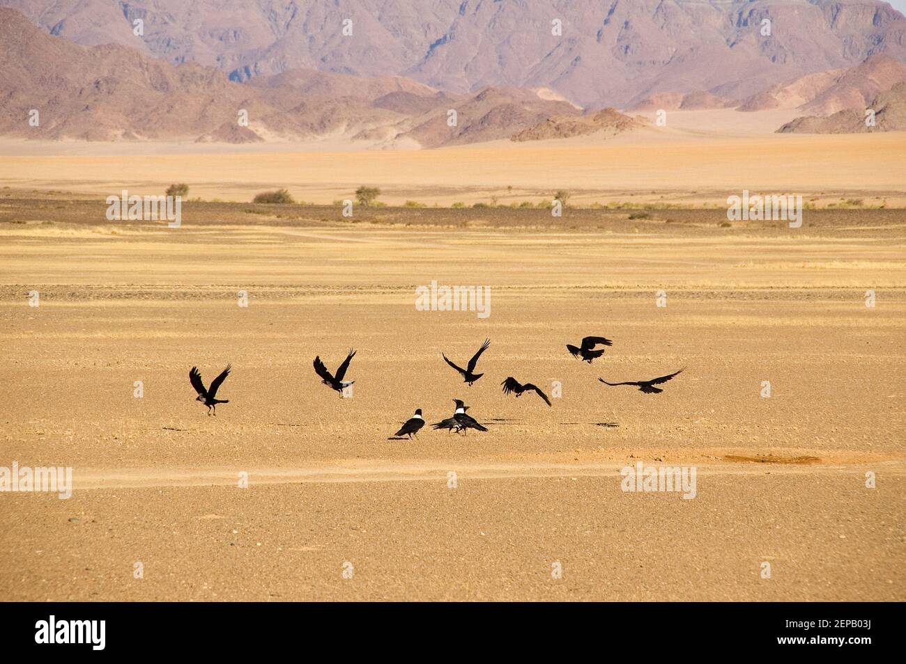 Pied corvi nel deserto del namib Foto Stock