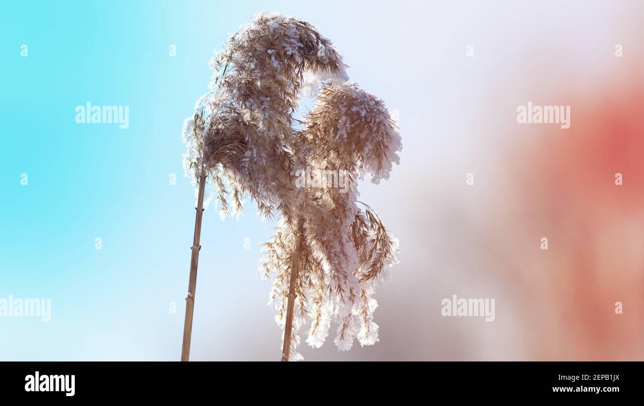 Cristalli di ghiaccio sulla canna Foto Stock
