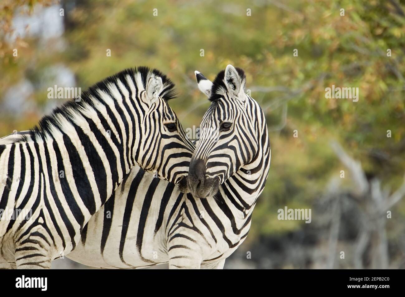 Zebre in amore Foto Stock