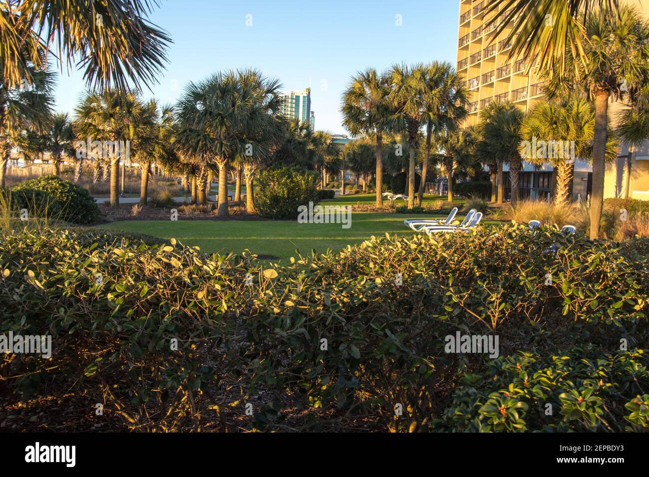 Prato per abbronzarsi con chaise lounges circondato da palme e palme sulla costa dell'Oceano Atlantico a Myrtle Beach, Carolina del Sud. Foto Stock