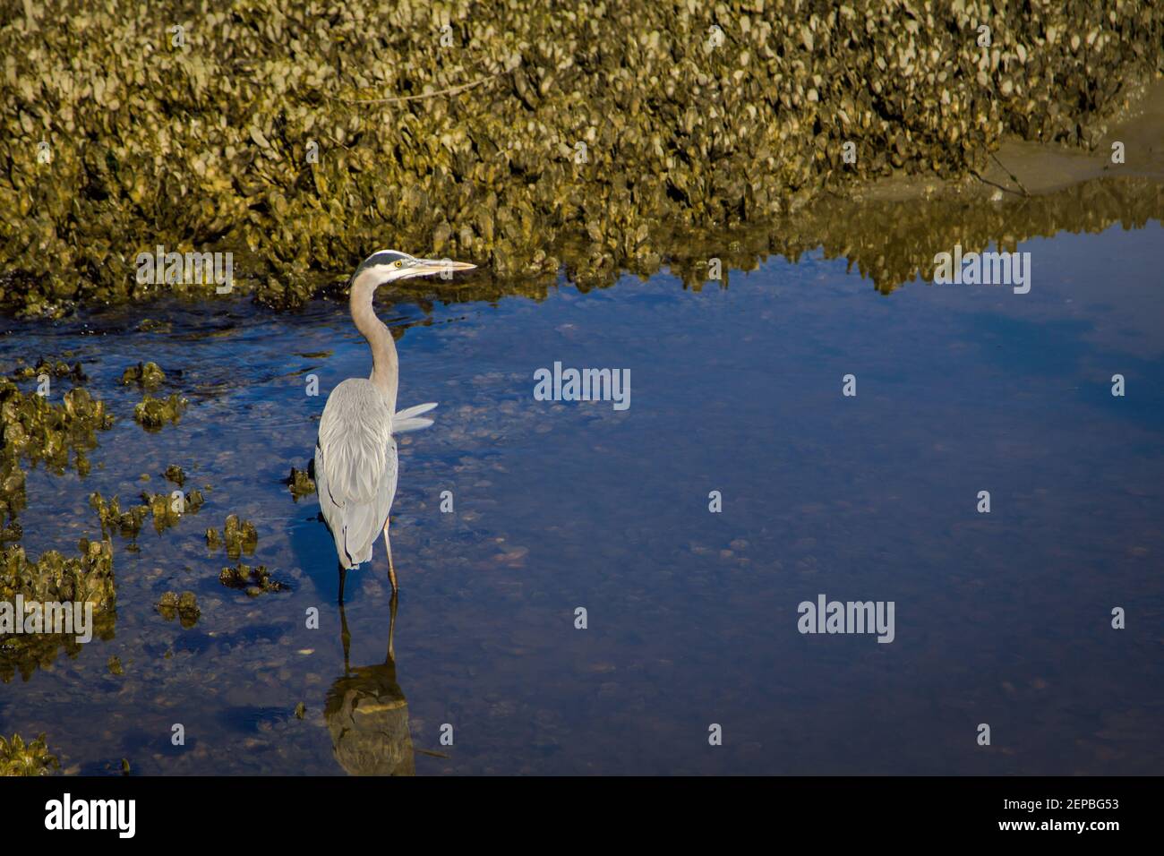 Great Blue Heron nella palude salata costiera a bassa marea nel Parco Statale di Huntington Beach a Murrells Inlet, Carolina del Sud Foto Stock