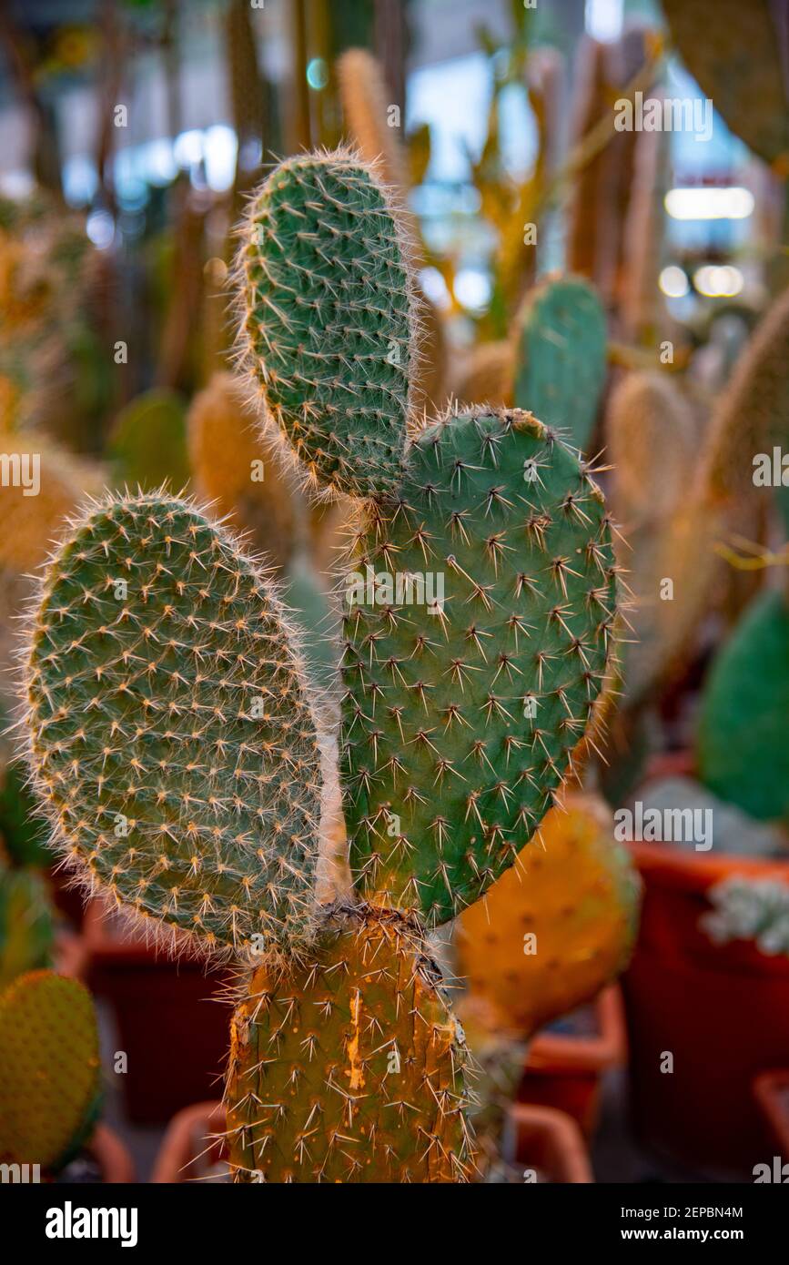 Bunny orecchie cactus prickly nella serra con illuminazione artificiale. Foto Stock