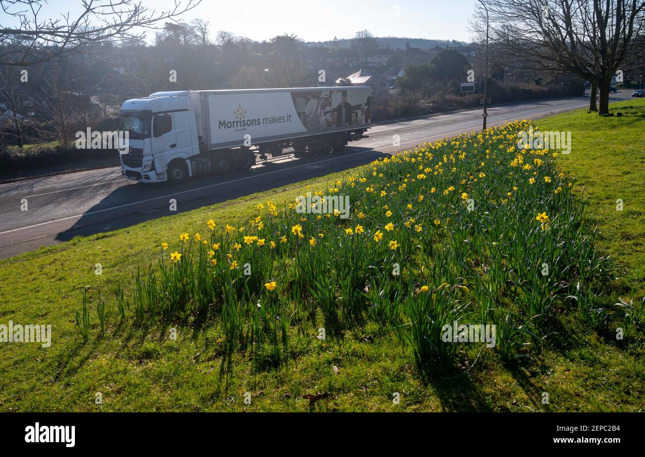Brighton UK 27 Febbraio 2021 - il traffico passa da un tappeto di narcisi in piena fioritura lungo la strada principale A23 in Brighton in un altro bel giorno di sole caldo : Credit Simon Dack / Alamy Live News Foto Stock