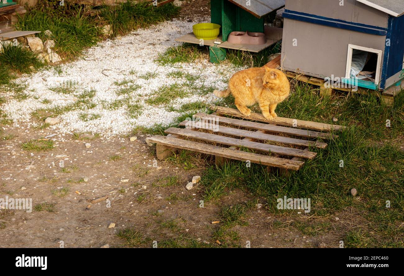 Un gatto in una colonia felina Foto Stock