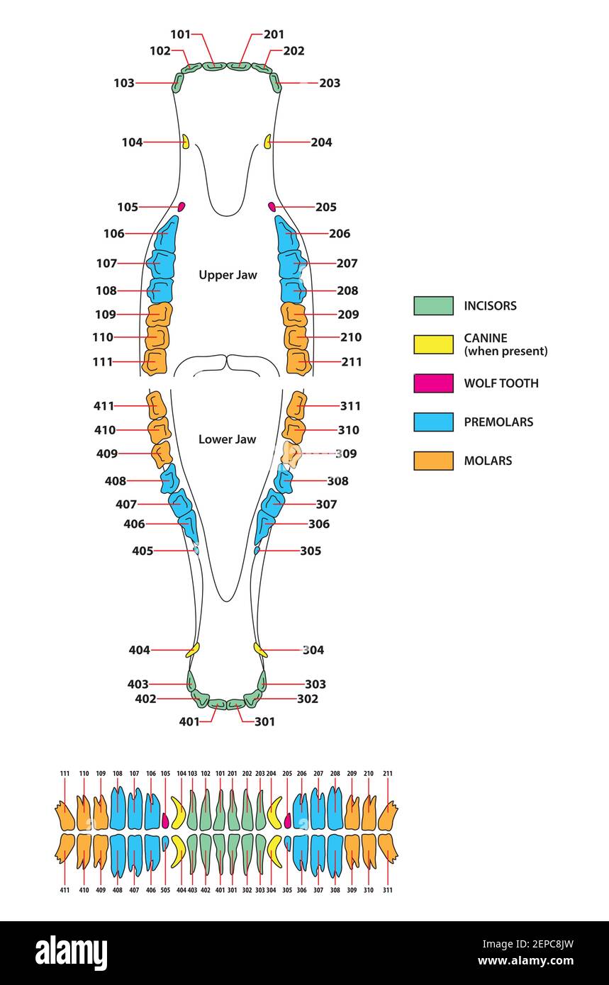illustrazione vettoriale della dentizione permanente dei cavalli Illustrazione Vettoriale