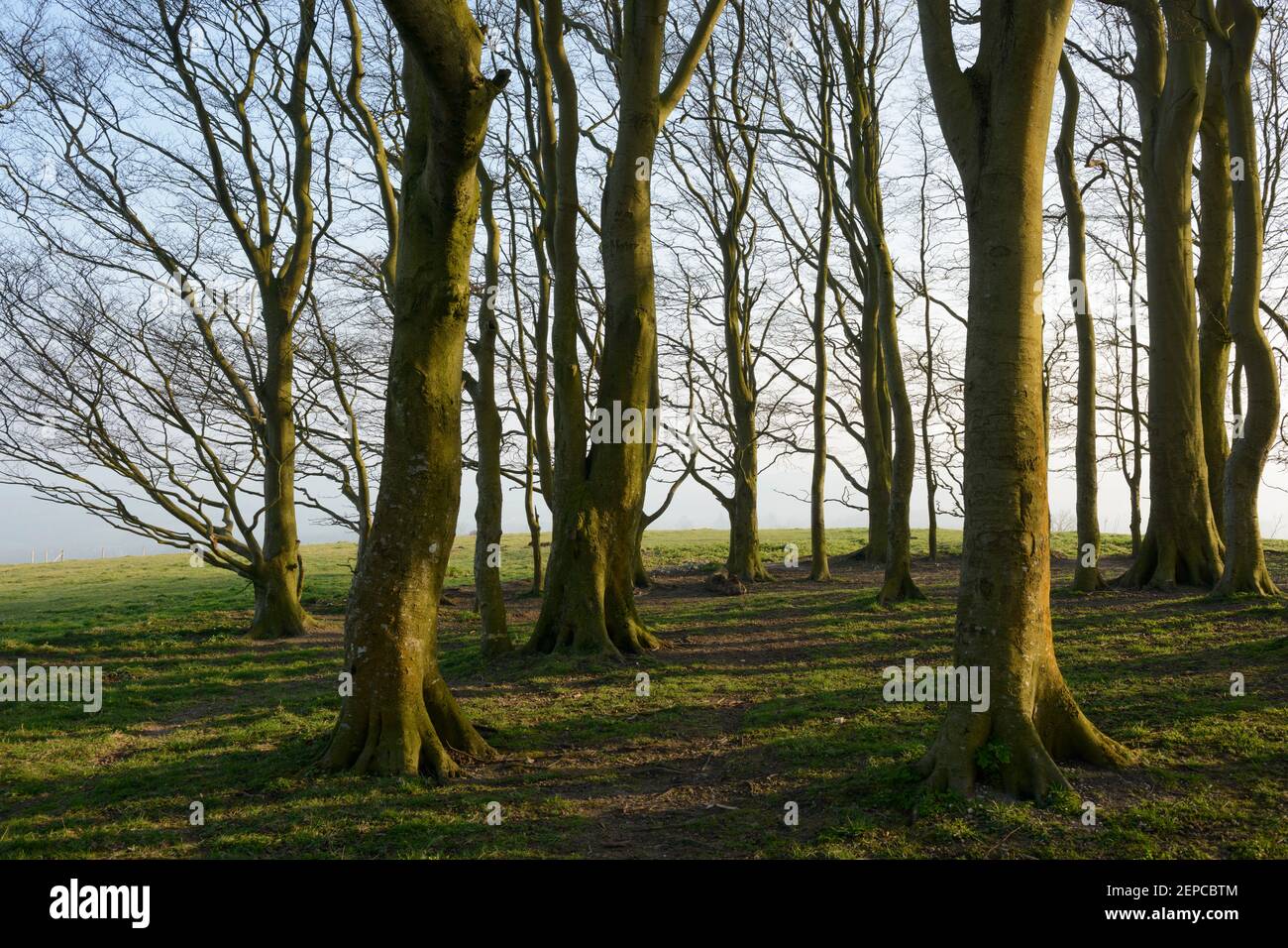 Faggi che cresce su un età del Bronzo ciotola barrow su Win verde, Wiltshire. Foto Stock