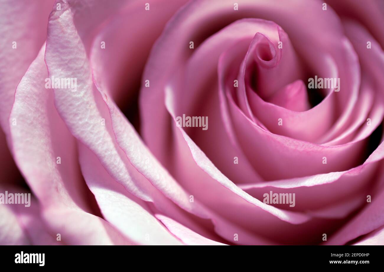 Macro di una bella rosa a fuoco morbido mostra solo un dettaglio del fiore Foto Stock