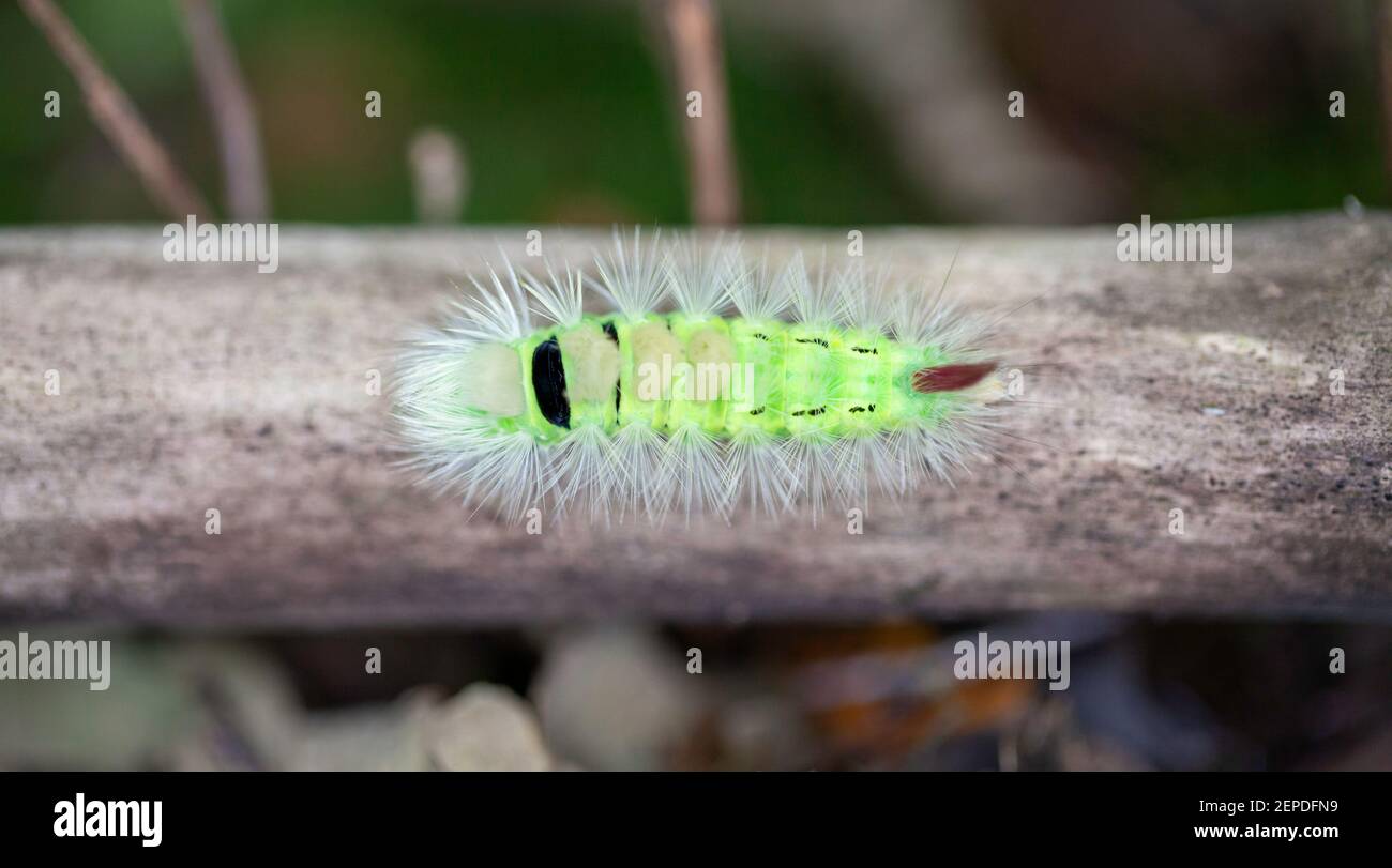 Primo piano di un bellissimo bruco verde, luminoso e peloso della farfalla meriana, su un ramo di albero. Foto Stock
