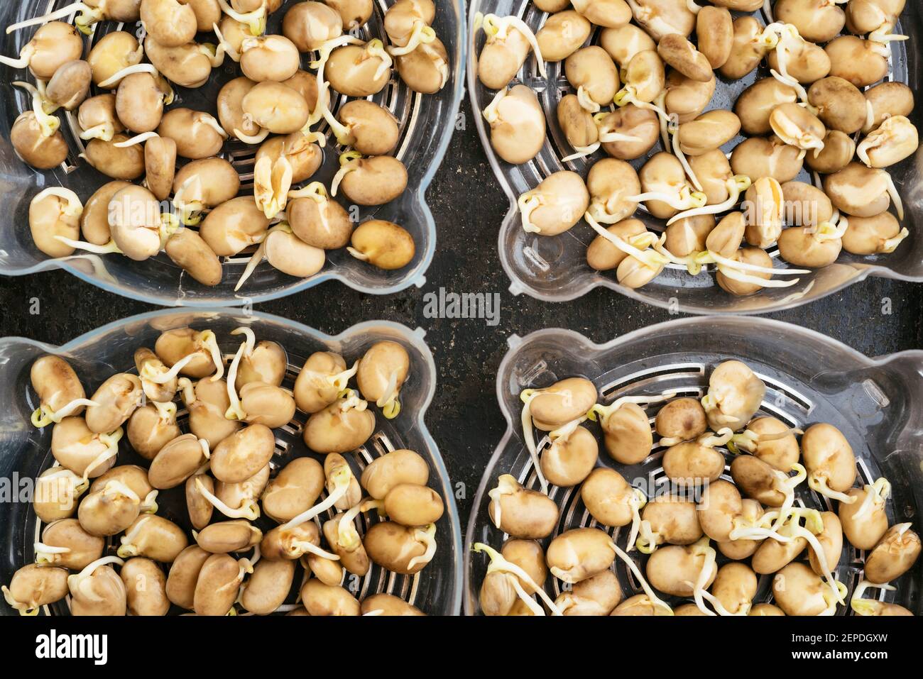 Fagioli fave germogliati in vassoi germoglianti pronti per essere piantati. Foto Stock