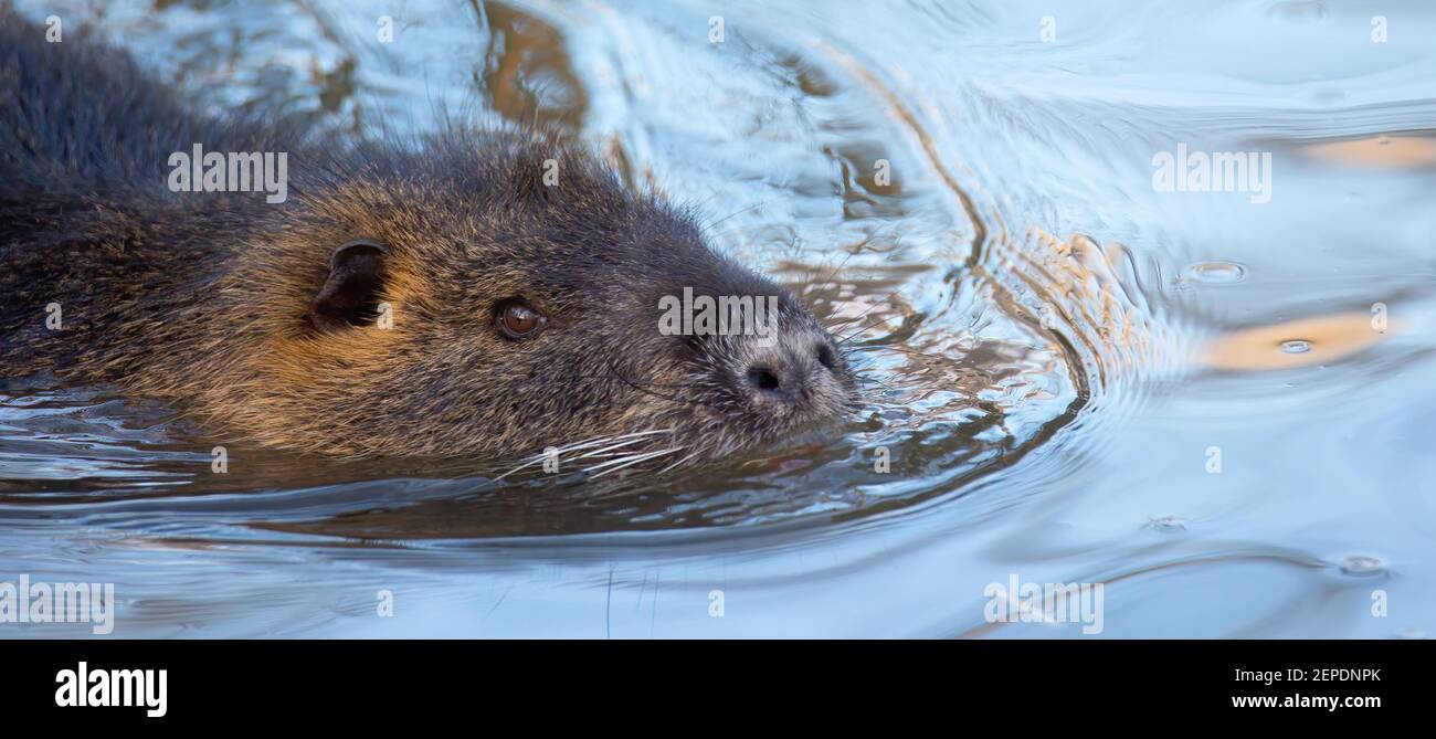 La nutria nuota in acqua e si nasconde, la foto migliore. Foto Stock