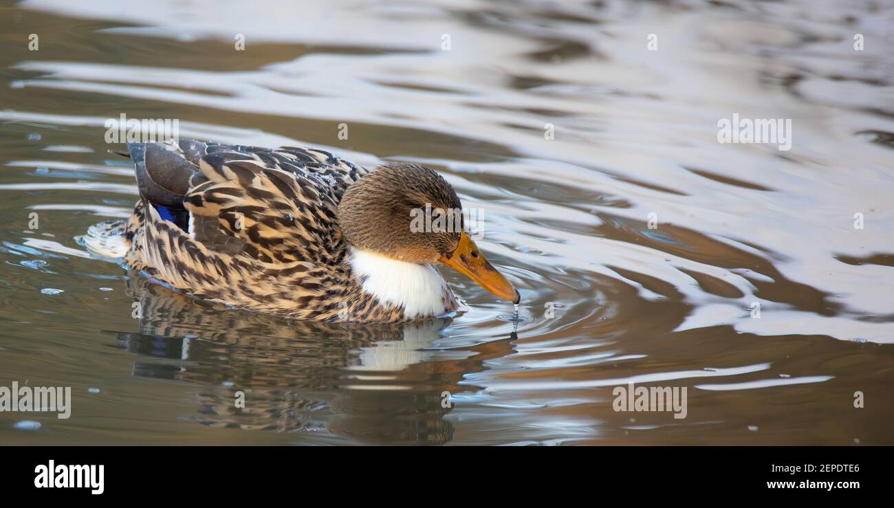 L'anatra di Mallard con un bib bianco nuota sull'acqua, la foto migliore Foto Stock