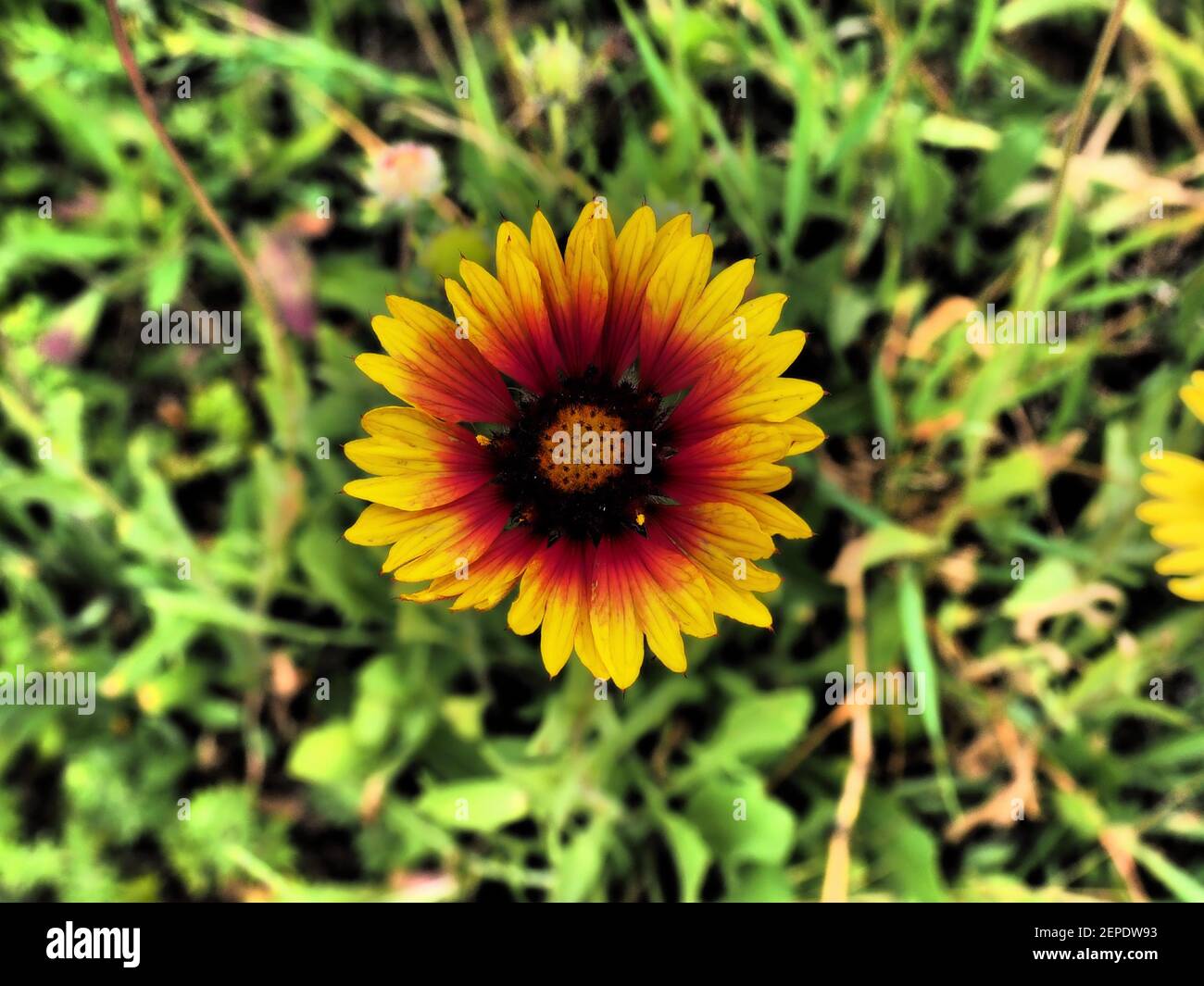 Giallo arancio fiore con erba verde sullo sfondo in drammatico colori dei toni Foto Stock