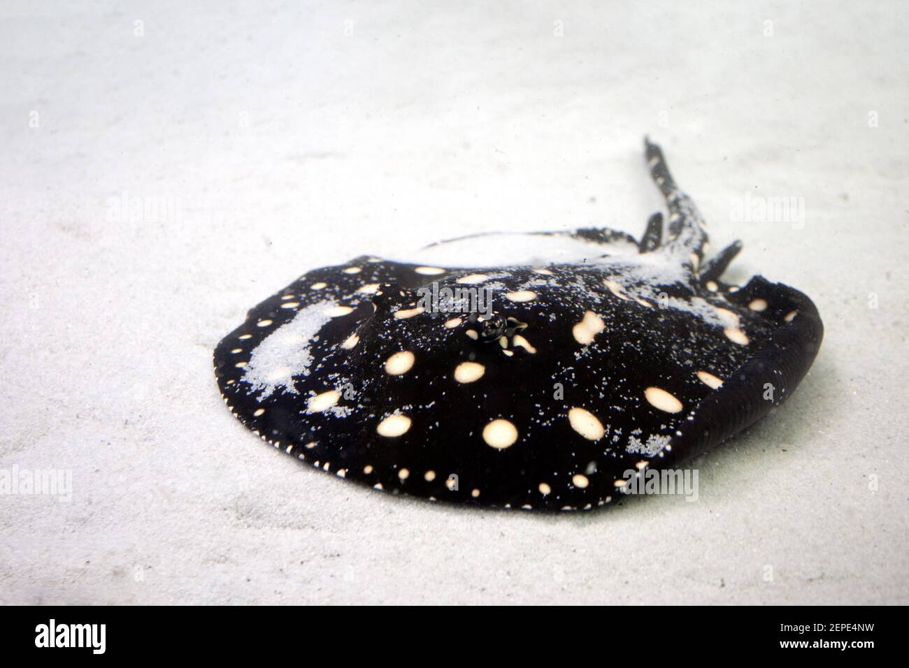 Xingu fiume raggio su sfondo di sabbia. Raggio Leopoldi nero con punti gialli Foto Stock