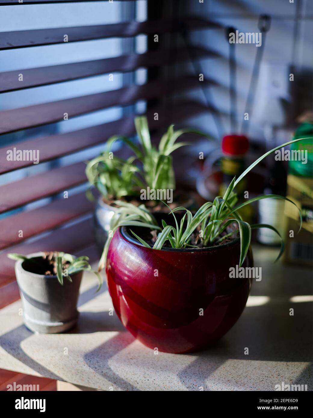 Ragno piccolo pianta Chlorophytum comosum in una pentola rossa con soft out of focus background inside accanto alla finestra con tendine Foto Stock