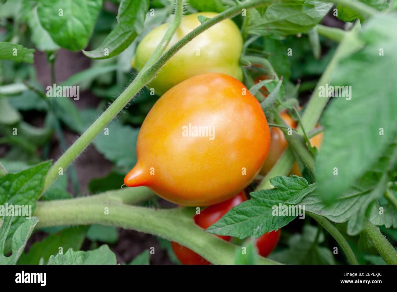 primo piano pomodori verdi e rossi che crescono a letto di giardino. ortaggi di raccolto agricoli. stile di vita sano e concetto di mangiare Foto Stock