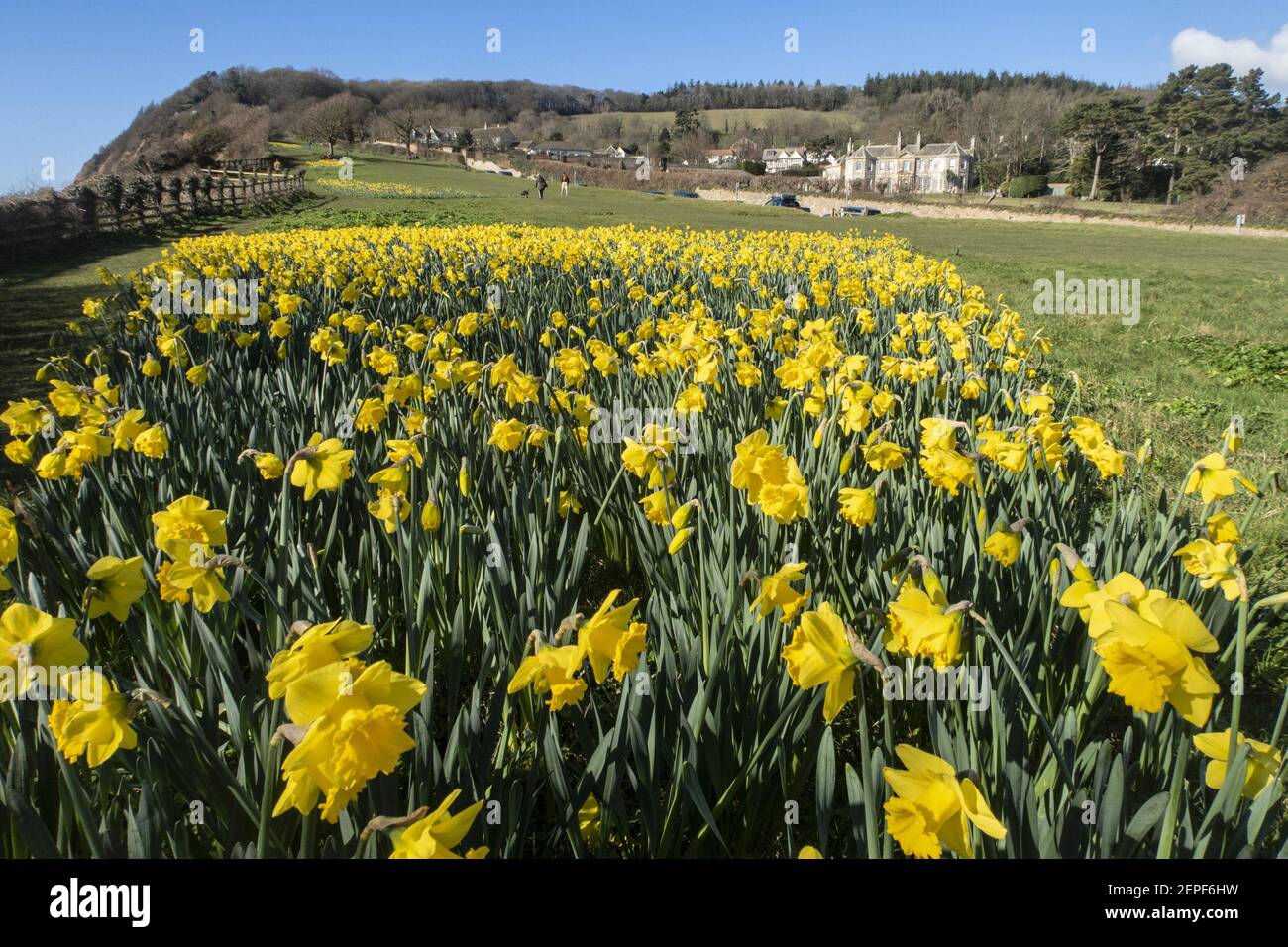 Sidmouth Devon 27 febbraio 2021 . Il sole luminoso si presenta al largo delle narcisi di Peak Hill, Sidmouth, Devon. Il progetto "Valle di un milione di Daffodils" era il desiderio morente del milionario canadese Keith Owen, e nonostante i pochi progressi compiuti nel 2020 a causa della pandemia di Covid, quasi 700,000 bulbi sono stati piantati da volontari nella località balneare di Devon. Il banchiere degli investimenti Keith Owen aveva intenzione di ritirarsi a Sidmouth. Credit: Photo Central/Alamy Live News Foto Stock