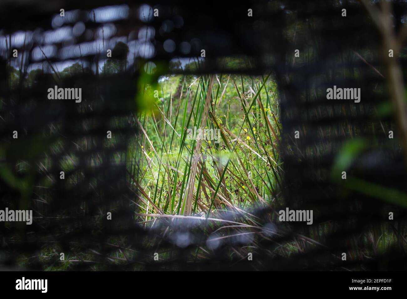 Primo piano di una piccola finestra per vedere la fauna selvatica, come uccelli che vivono in questo habitat di prateria. Singapore Foto Stock