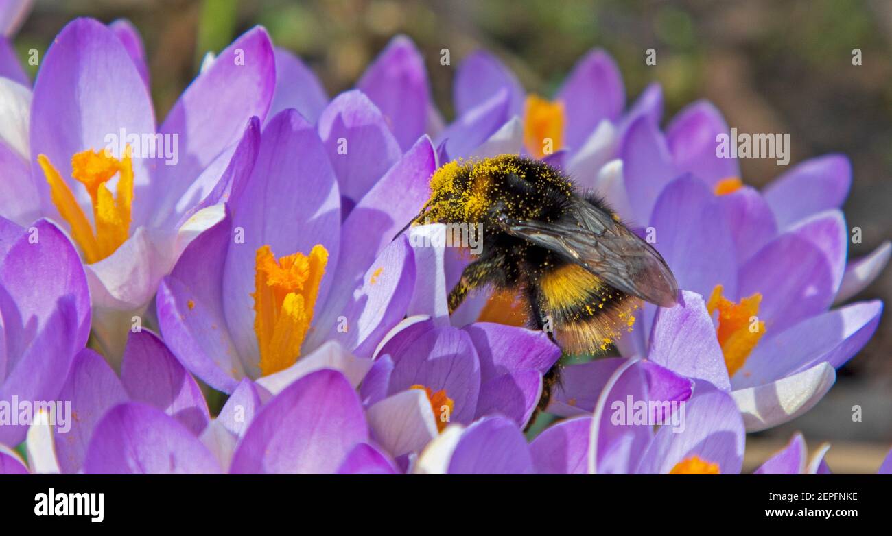 Edinburgo, Scozia tempo Regno Unito. Un Bee Busy coperto di polline che lavora su un grumo di primavera fioritura croccus in luce solare frizzante, temperatura 11 gradi c. Foto Stock