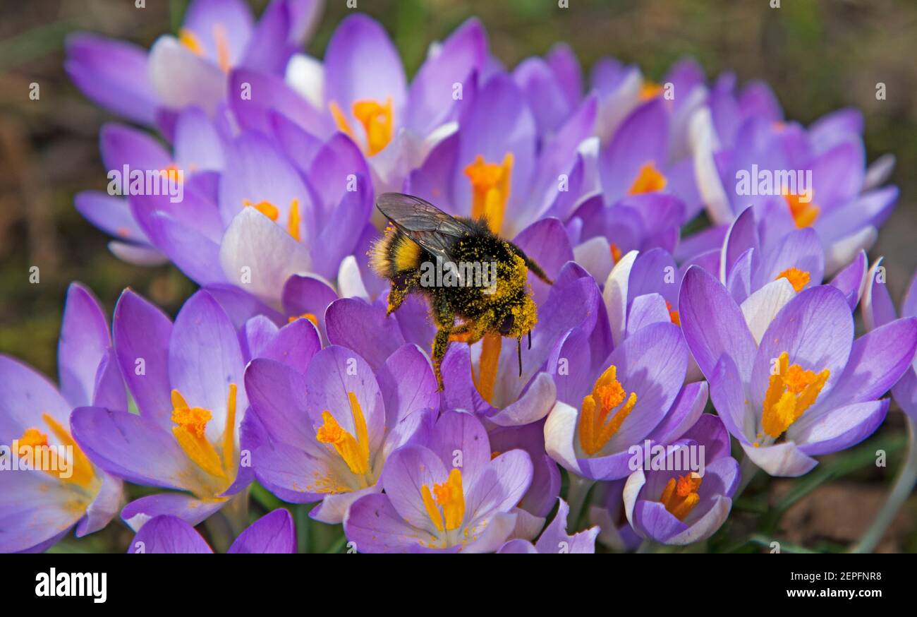 Edinburgo, Scozia tempo Regno Unito. Un Bee Busy coperto di polline che lavora su un grumo di primavera fioritura croccus in luce solare frizzante, temperatura 11 gradi c. Foto Stock