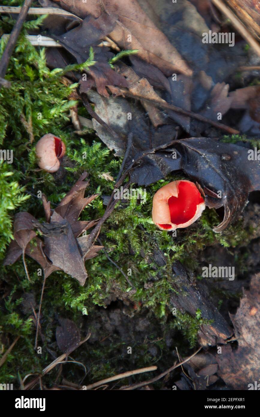 Coppa Elf Scarlet (Sarcoscopypha austriaca) - Czarka szkarłatna Foto Stock