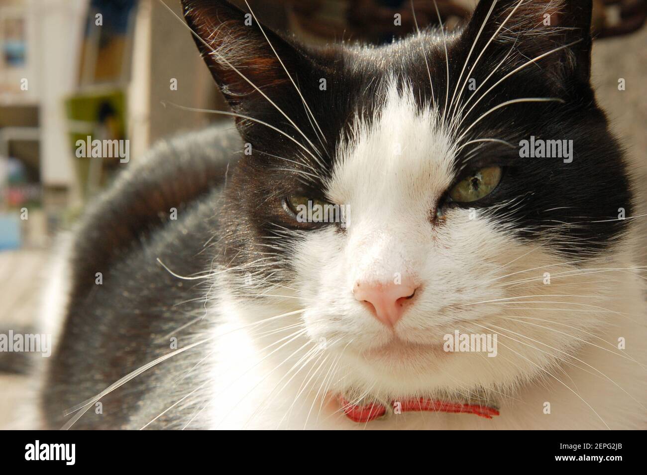 Ritratto di un gatto bianco e nero sdraiato una panca Foto Stock