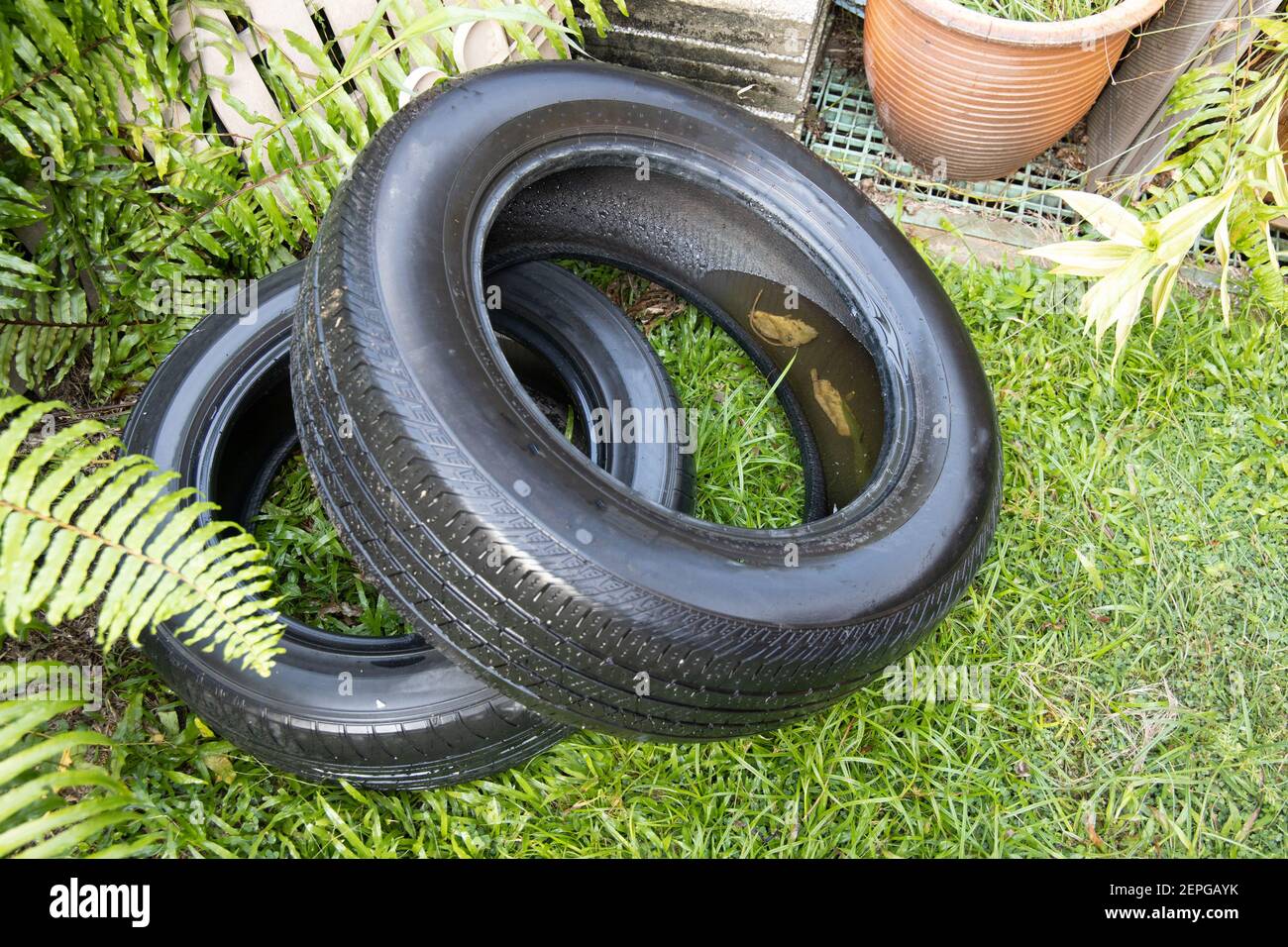 Il vecchio pneumatico abbandonato ha raccolto acqua ferma dopo la pioggia. Luogo condusive per l'allevamento di zanzare Aedes Foto Stock