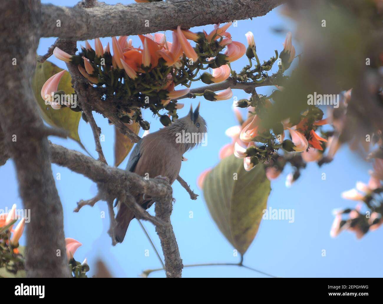 (210227) -- AGARTALA, 27 febbraio 2021 (Xinhua) -- UN uccello mangia su fiori nella periferia di Agartala, la capitale dello stato nordorientale dell'India di Tripura, 27 febbraio 2021. (Str/Xinhua) Foto Stock