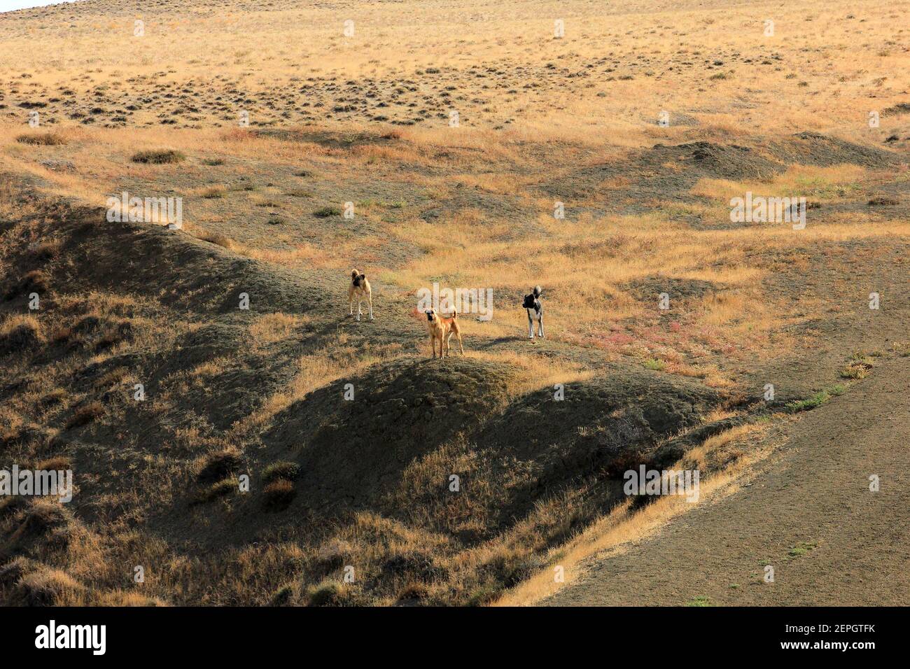 Azerbaigian. Gobustan. Cani pericolosi di pastori in montagna. Foto Stock