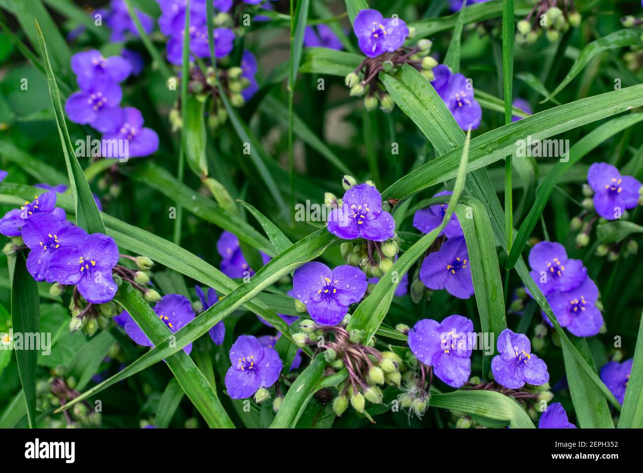 Virginia spiderweb Bush (Tradescantia virginiana) primo piano. Tradescantia ohiensis, comunemente conosciuto come il fiore del giubbotto o lo spiderwort dell'Ohio Foto Stock