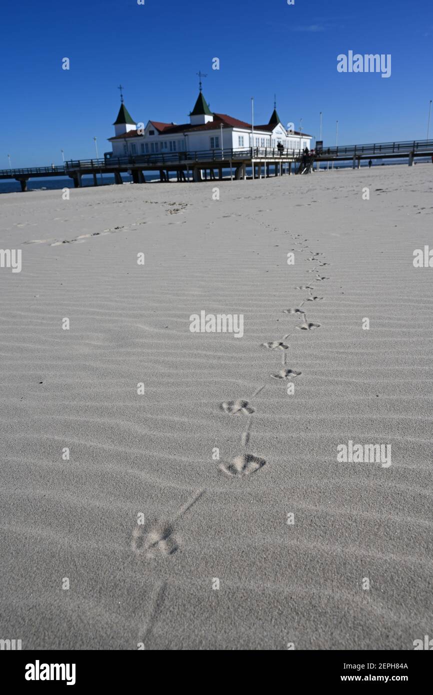 Rostock, Germania. 27 Feb 2021. Un gabbiano ha lasciato belle tracce nella sabbia di fronte al molo sulla spiaggia di Ahlbeck sull'isola di Usedom. Con sole e temperature intorno a dieci gradi, il tempo nel nord della Germania mostra il suo lato amichevole. Credit: Stefan Sauer/dpa/Alamy Live News Foto Stock