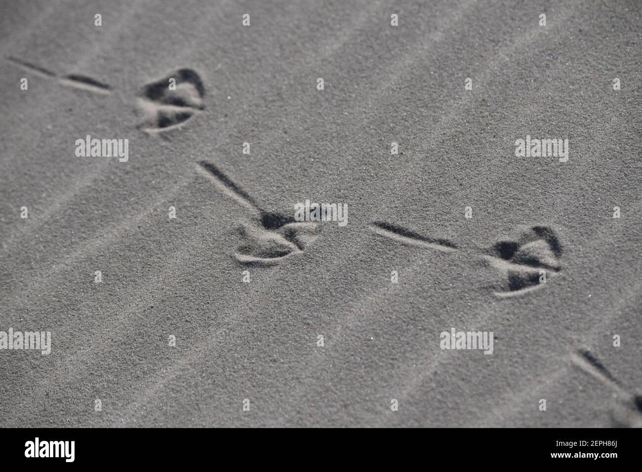 Rostock, Germania. 27 Feb 2021. Un gabbiano ha lasciato belle tracce nella sabbia sulla spiaggia di Ahlbeck sull'isola di Usedom. Con sole e temperature intorno a dieci gradi, il tempo nel nord della Germania mostra il suo lato amichevole. Credit: Stefan Sauer/dpa/Alamy Live News Foto Stock