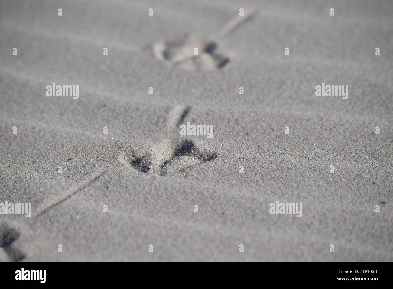 Rostock, Germania. 27 Feb 2021. Un gabbiano ha lasciato belle tracce nella sabbia sulla spiaggia di Ahlbeck sull'isola di Usedom. Con sole e temperature intorno a dieci gradi, il tempo nel nord della Germania mostra il suo lato amichevole. Credit: Stefan Sauer/dpa/Alamy Live News Foto Stock