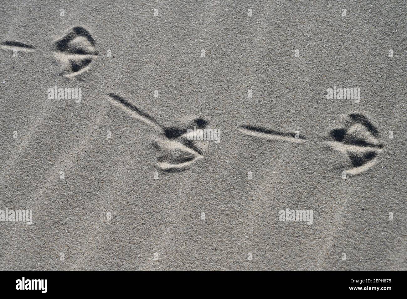 Rostock, Germania. 27 Feb 2021. Un gabbiano ha lasciato belle tracce nella sabbia sulla spiaggia di Ahlbeck sull'isola di Usedom. Con sole e temperature intorno a dieci gradi, il tempo nel nord della Germania mostra il suo lato amichevole. Credit: Stefan Sauer/dpa/Alamy Live News Foto Stock