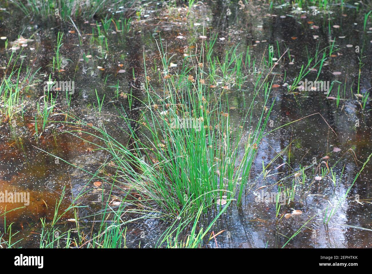 Fiume di foresta, foresta verde, alberi, erba, erba di foresta, erba verde Foto Stock