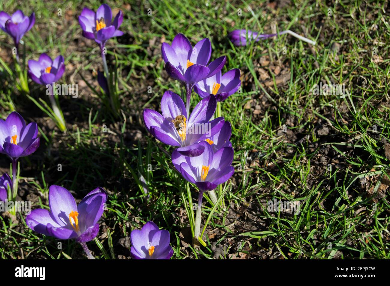 I primi crocus viola primaverili in un parco comunitario Foto Stock