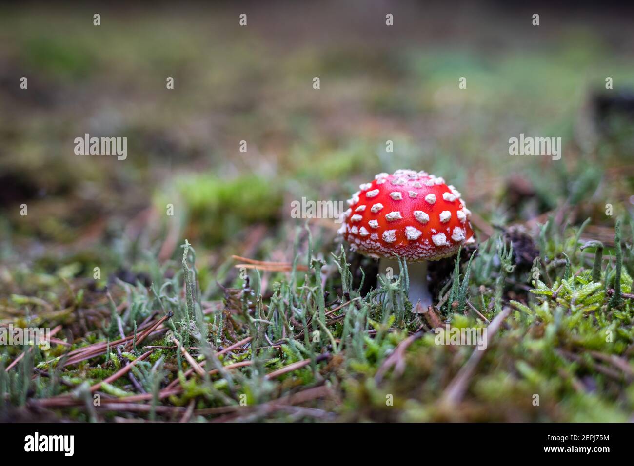 Toadstool nella foresta. Fungo velenoso rosso Amanita muscaria Foto Stock