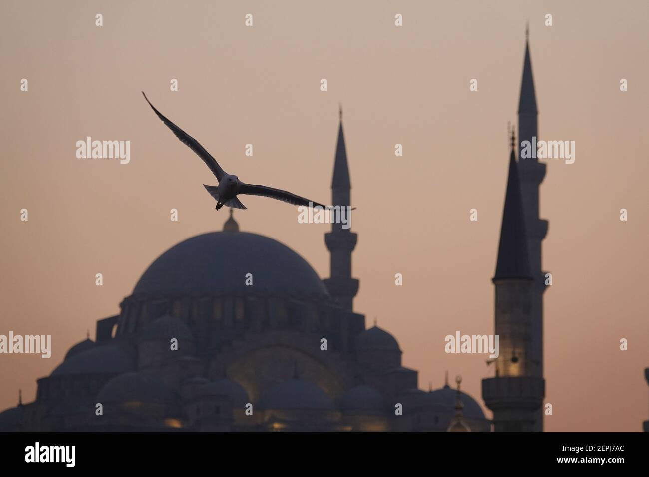 Gull volare da una moschea al tramonto, Istanbul Foto Stock