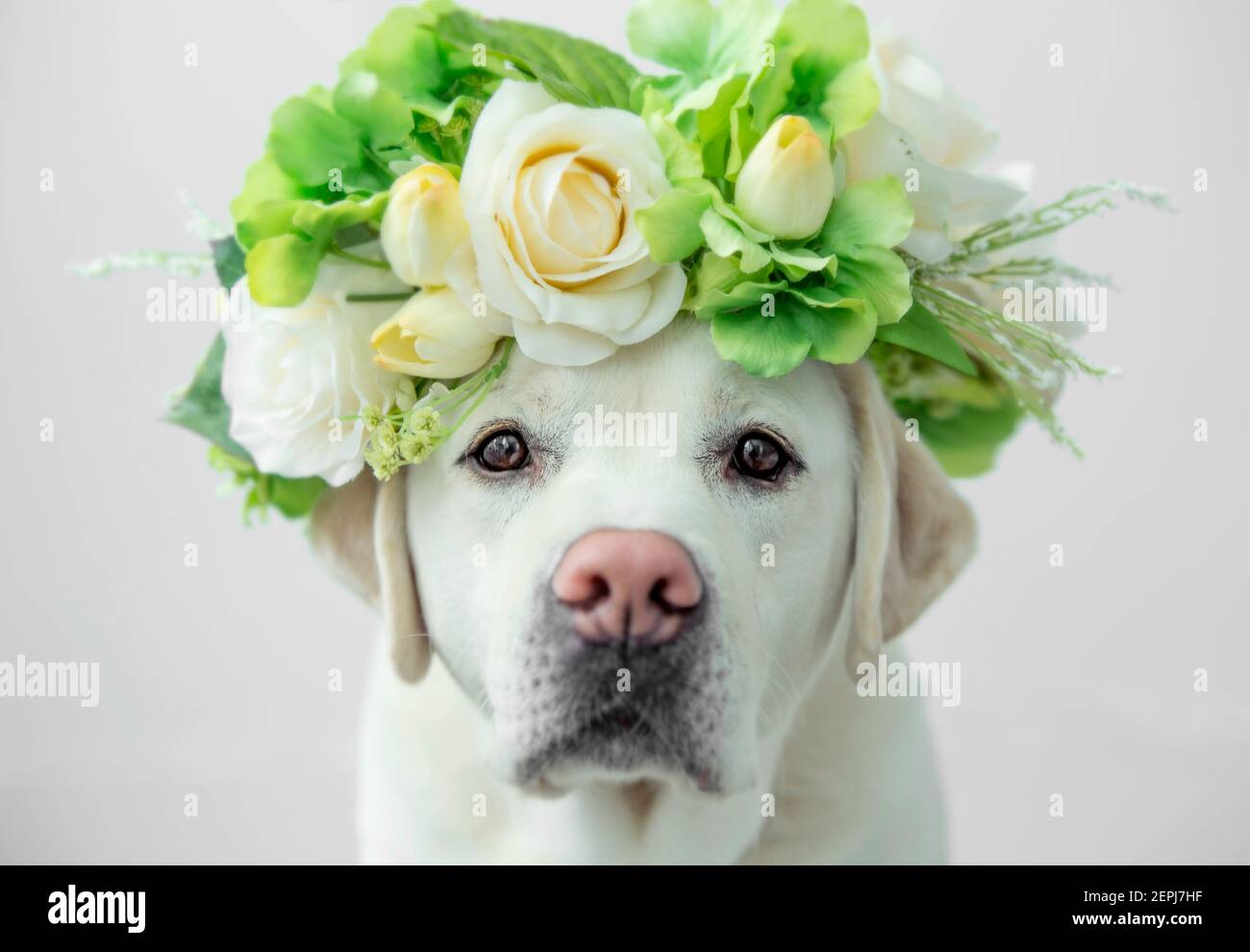Un nuovo labrador che guarda glamour con una corona di fiori sulla testa. Foto Stock