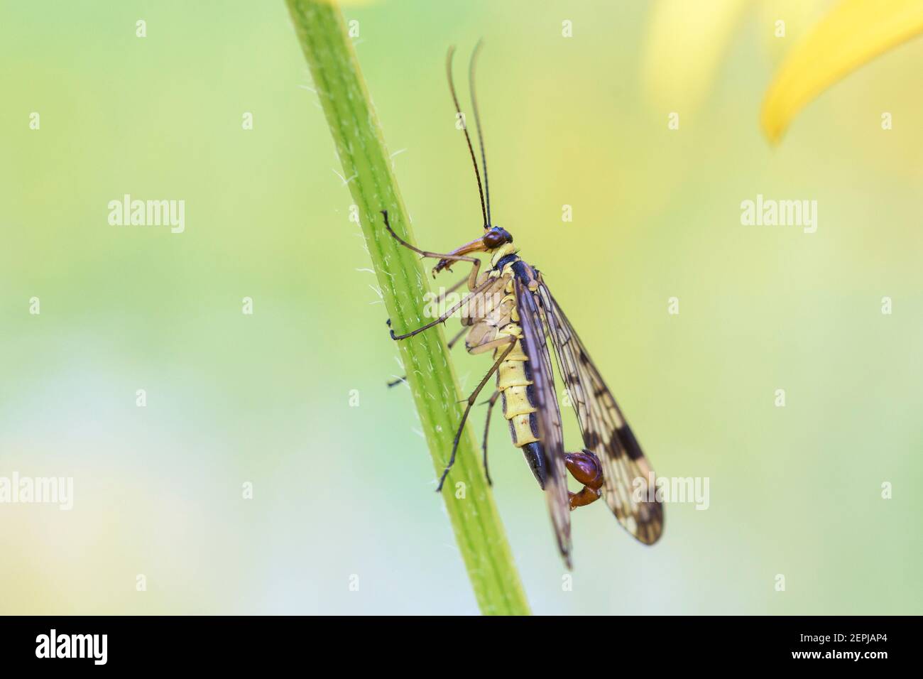 Scorpionfly comune - Panorpa communis - maschile nella sua naturale habitat Foto Stock