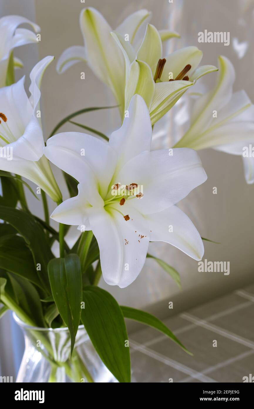 Fragrante, grande fiore bianco con antere rosso-arancio. Utilizzato nella celebrazione della vita, trovato a matrimoni e funerali. Foto Stock